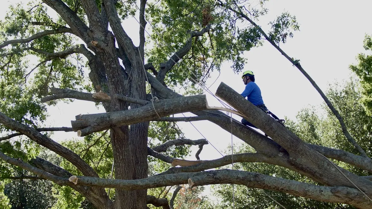 Professional Hazardous Tree Removal performed by certified arborists in Interlaken